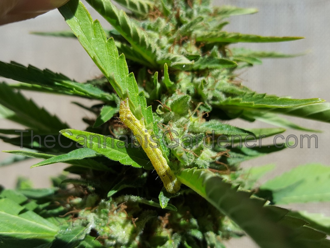 Budworm eating a cannabis leaf