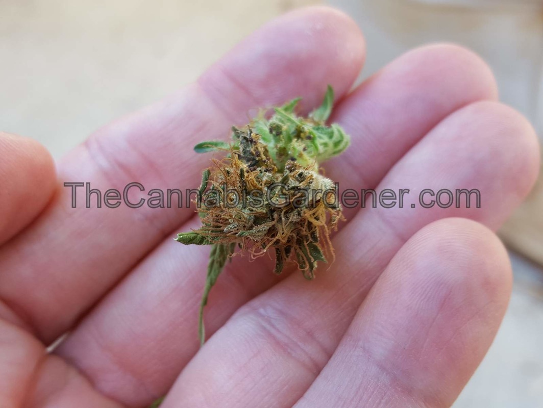 Budworm damage to a cannabis bud