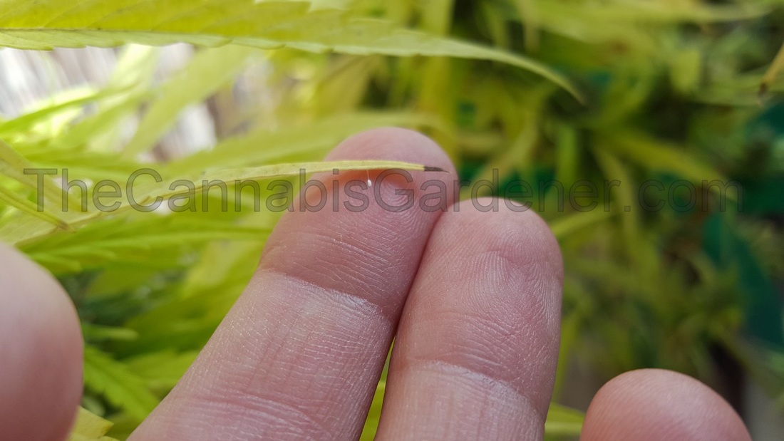 Lacewing eggs on a marijuana leaf