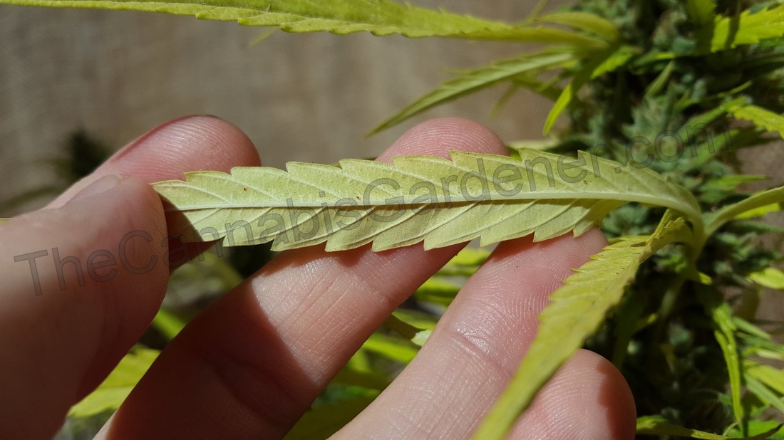 Spider mites on a cannabis leaf