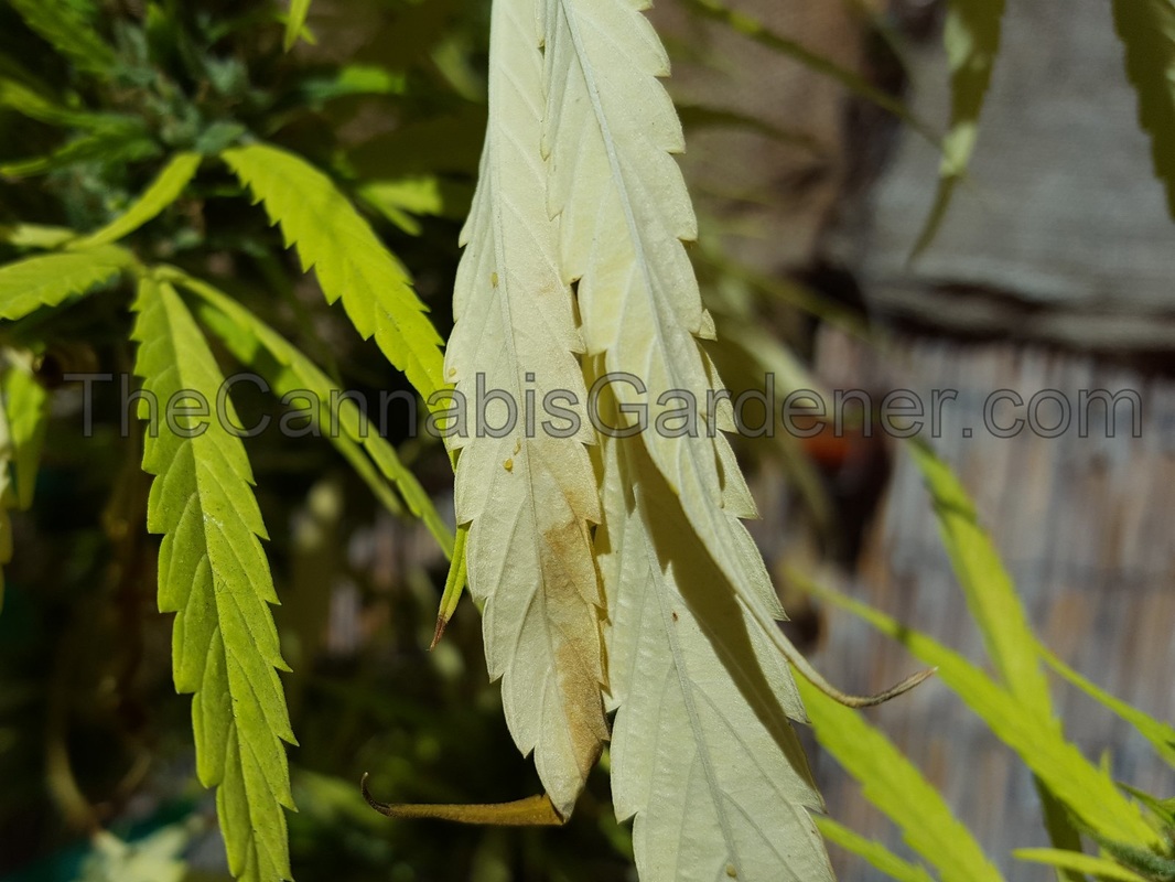 Aphids on the underside of a cannabis leaf
