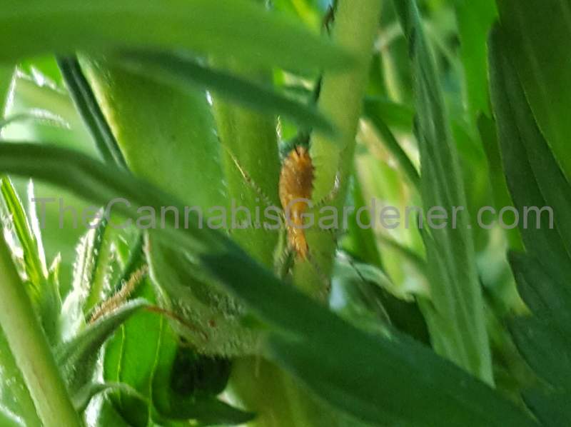 Assassin bug inside of a cannabis plant