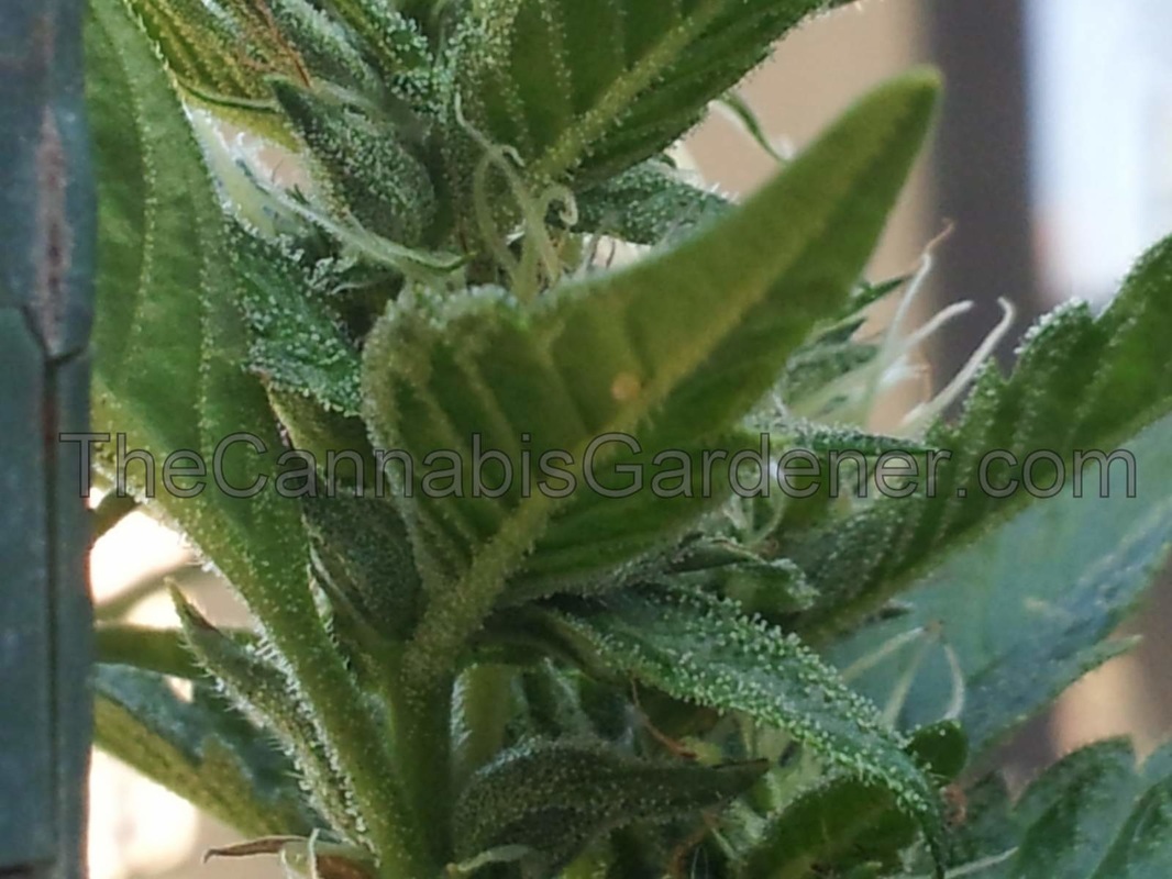 Budworm egg on a cannabis plant