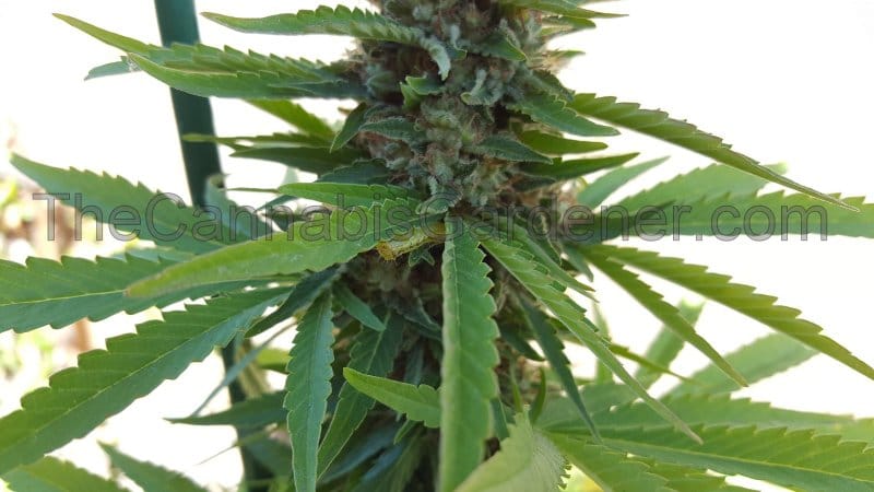 Budworm hiding on Cannabis plant