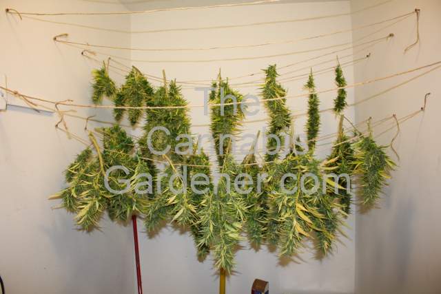 Cannabis branches hang-drying