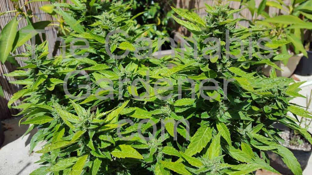 Flowering cannabis plants in an outdoor setting