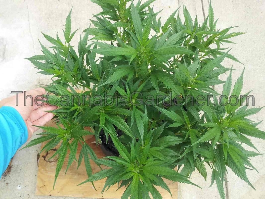 Green cannabis plant that needs pruning