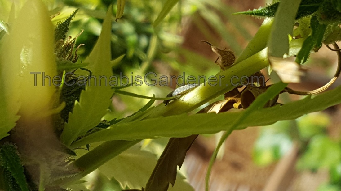 Leafhopper on a cannabis plant