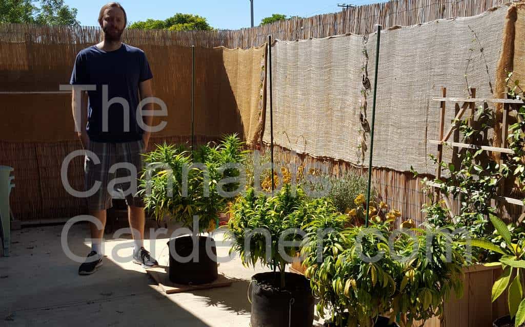 The Cannabis Gardener with three outdoor cannabis plants in pots