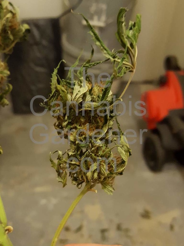 Marijuana on a branch waiting to be trimmed