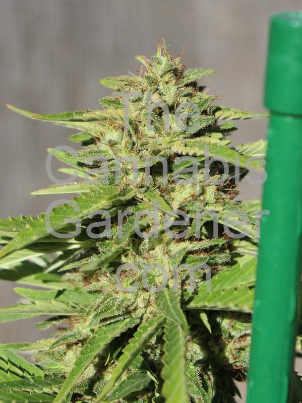 Fruitylicious cannabis strain ready for harvest