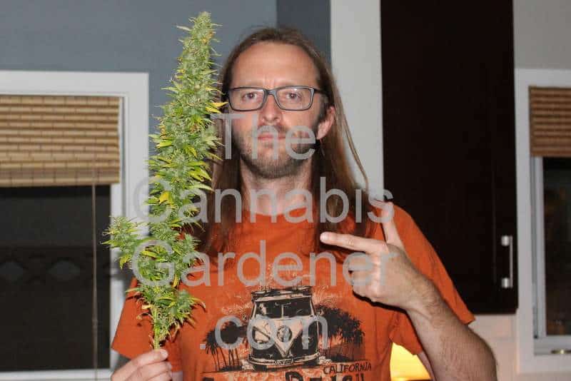 The Cannabis Gardener holding a large cola