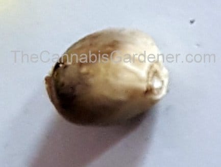 A cannabis seed close up. The flat end is on the right.