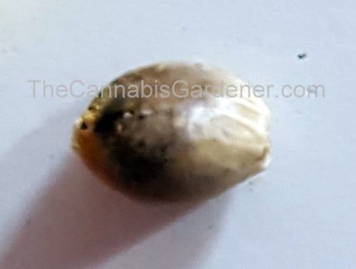 A cannabis seed shown up close. The pointy end is on the left.