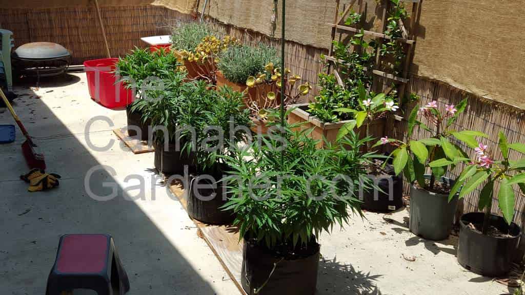 Vegging outdoor cannabis plants in pots filled with organic soil