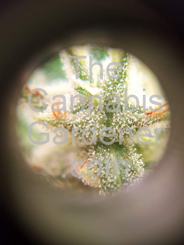 Cannabis trichromes appearing clear, cloudy and amber under magnification
