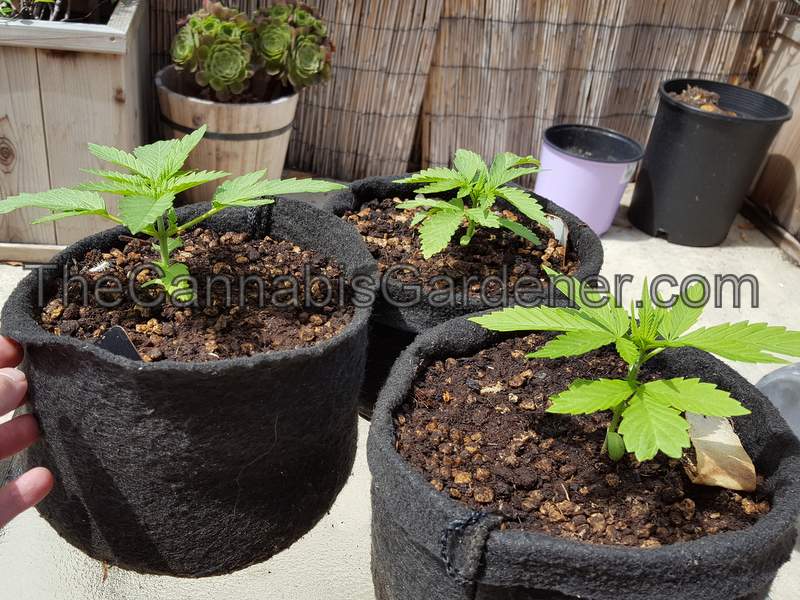 Young cannabis plants in fabric pots
